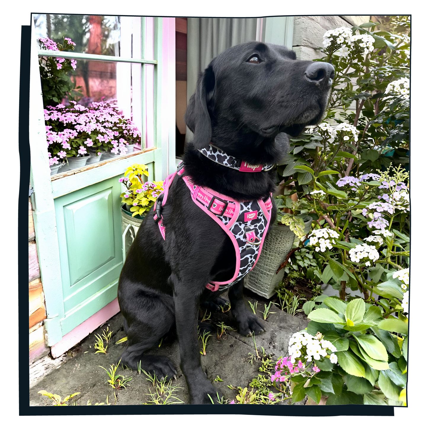 'Udderly Perfect' Happy Harness