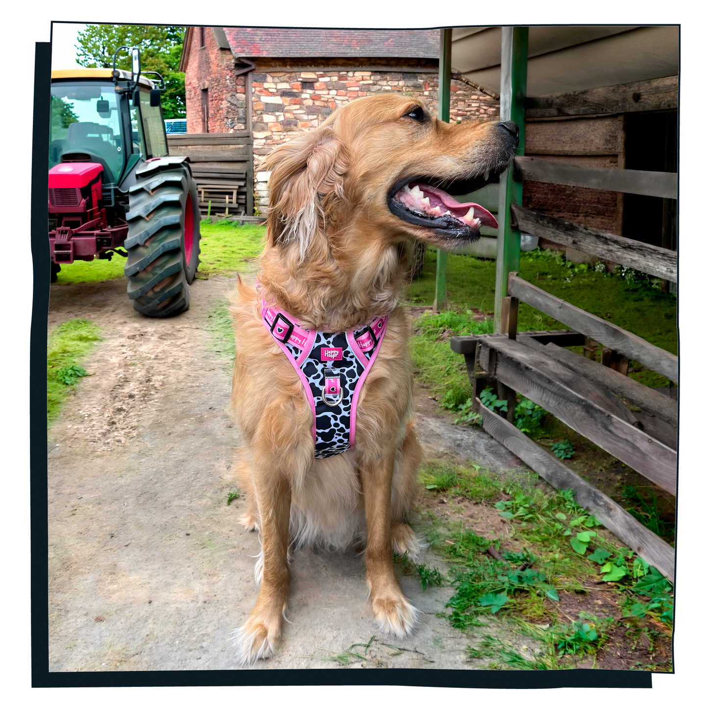 'Udderly Perfect' Happy Harness