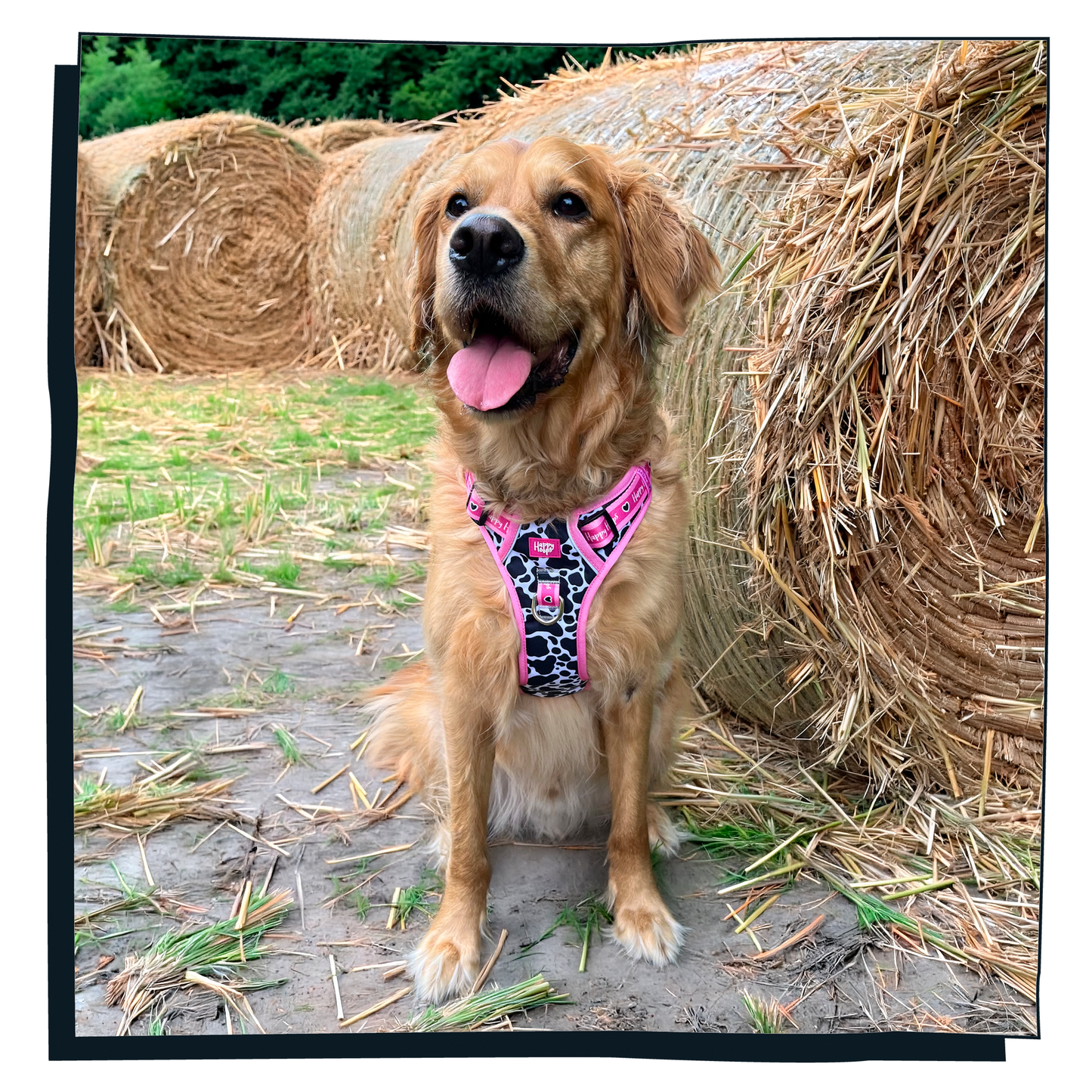 'Udderly Perfect' Happy Harness